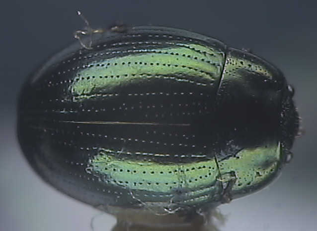 Phaedon tumidulus